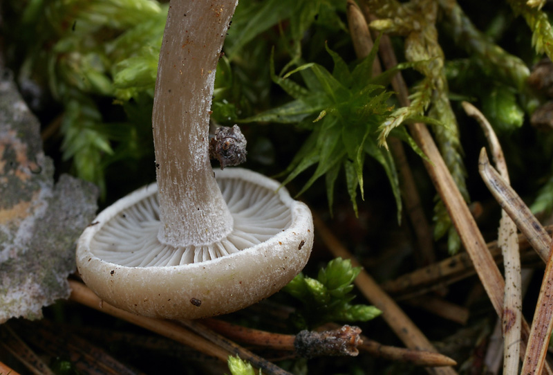 Clitocybe ditopus